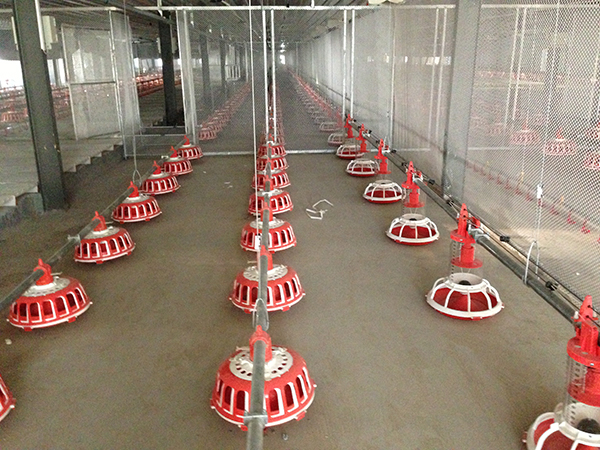 索盤環(huán)繞盤式種雞喂料系統(tǒng)