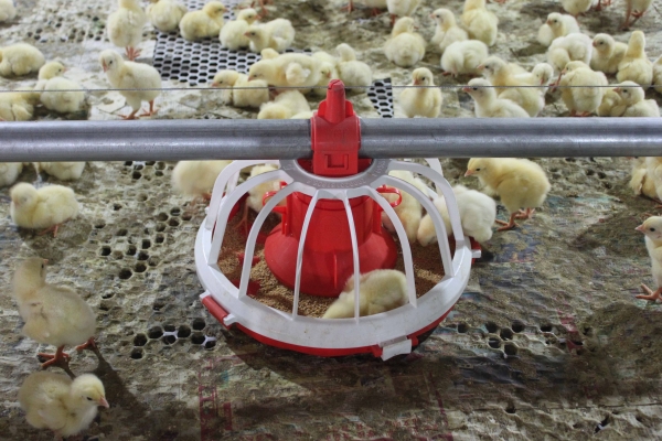 商品雞盤式驅(qū)動(dòng)